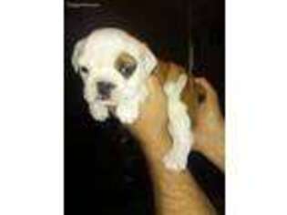 Bulldog Puppy for sale in Hawesville, KY, USA