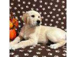 Mutt Puppy for sale in Apalachin, NY, USA