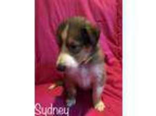 Collie Puppy for sale in PITTSTON, PA, USA