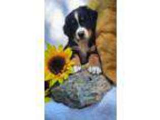 Bernese Mountain Dog Puppy for sale in Polson, MT, USA