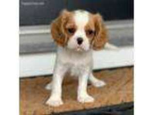 Cavalier King Charles Spaniel Puppy for sale in Bluffton, IN, USA
