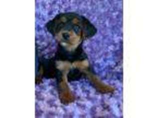 Cavapoo Puppy for sale in Ozark, AR, USA