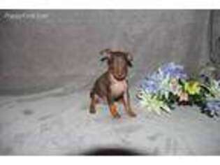 Miniature Pinscher Puppy for sale in Lewisburg, WV, USA