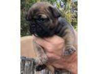French Bulldog Puppy for sale in Lamy, NM, USA