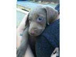 Labrador Retriever Puppy for sale in HEYWORTH, IL, USA