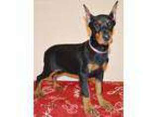 Doberman Pinscher Puppy for sale in Collins, MO, USA