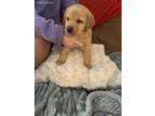 Labrador Retriever Puppy for sale in Sallis, MS, USA