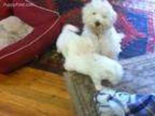 Bichon Frise Puppy for sale in Miamisburg, OH, USA