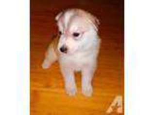 Siberian Husky Puppy for sale in GILROY, CA, USA