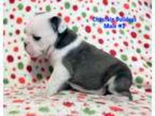 Bulldog Puppy for sale in Phillipsburg, MO, USA