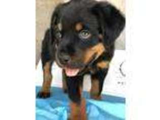 Rottweiler Puppy for sale in Pacoima, CA, USA