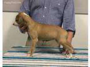 Whippet Puppy for sale in Dalton, GA, USA