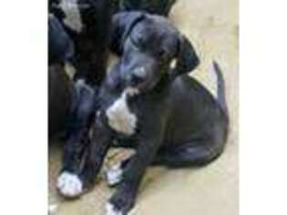 Great Dane Puppy for sale in Albany, NY, USA