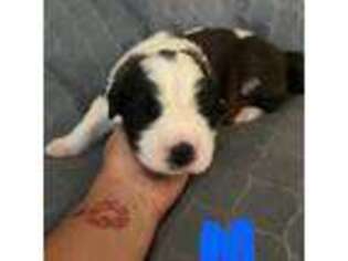 Saint Bernard Puppy for sale in Tonopah, AZ, USA
