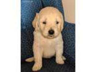 Goldendoodle Puppy for sale in Blooming Prairie, MN, USA