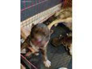 Siberian Husky Puppy for sale in Ada, MI, USA