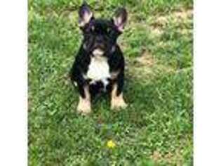 French Bulldog Puppy for sale in Buchanan, MI, USA