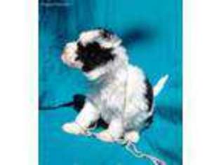 Mutt Puppy for sale in Laguna, NM, USA