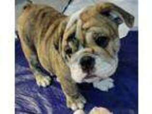 Bulldog Puppy for sale in Ozark, MO, USA