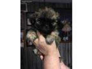 Mutt Puppy for sale in Philadelphia, TN, USA