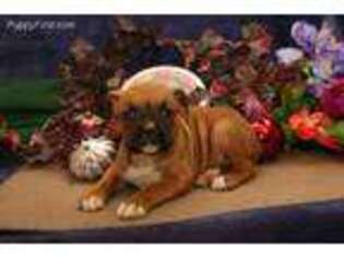 Boxer Puppy for sale in Newmanstown, PA, USA