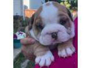 Bulldog Puppy for sale in Brighton, CO, USA