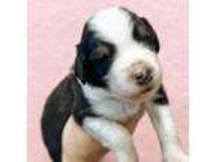 Australian Shepherd Puppy for sale in Prescott, AZ, USA