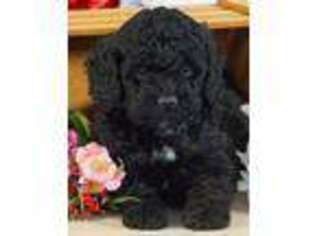 Cavapoo Puppy for sale in Culpeper, VA, USA