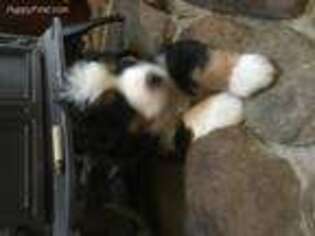 Bernese Mountain Dog Puppy for sale in Wall Township, NJ, USA