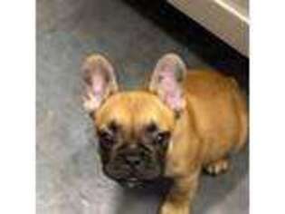 French Bulldog Puppy for sale in Crossville, TN, USA