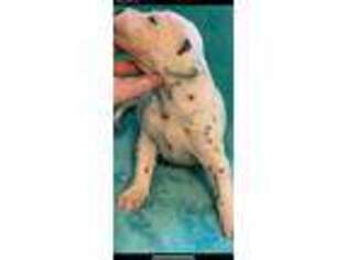Dalmatian Puppy for sale in Portales, NM, USA