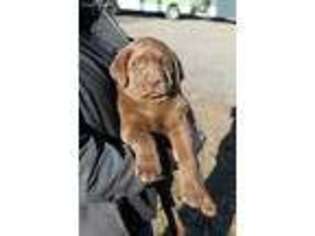 Labrador Retriever Puppy for sale in Suffolk, VA, USA