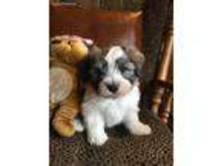 Havanese Puppy for sale in Port Huron, MI, USA