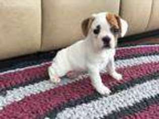 Beagle Puppy for sale in Nappanee, IN, USA