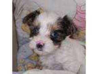 Biewer Terrier Puppy for sale in Darlington, SC, USA