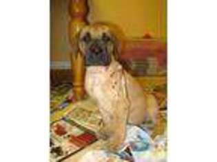 Great Dane Puppy for sale in ALIQUIPPA, PA, USA