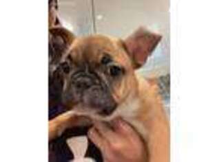 French Bulldog Puppy for sale in Imperial Beach, CA, USA