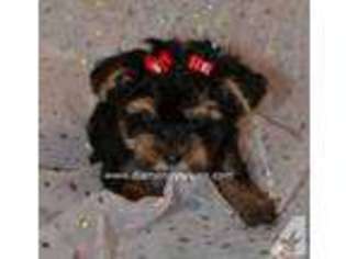 Yorkshire Terrier Puppy for sale in VICTORIA, TX, USA
