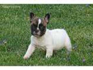French Bulldog Puppy for sale in Bowling Green, KY, USA