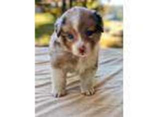 Miniature Australian Shepherd Puppy for sale in Springville, CA, USA