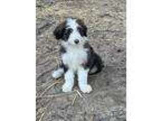 Labradoodle Puppy for sale in Conyers, GA, USA