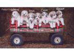 Great Pyrenees Puppy for sale in Harrisonburg, VA, USA