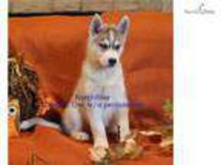 Siberian Husky Puppy for sale in Fort Worth, TX, USA
