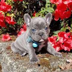 French Bulldog Puppy for sale in Wake Forest, NC, USA