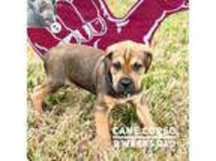 Cane Corso Puppy for sale in Missouri City, TX, USA