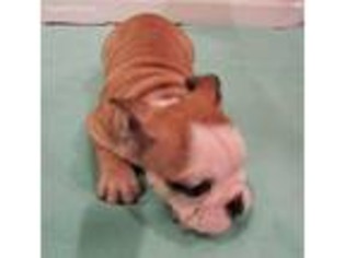 Bulldog Puppy for sale in Verona, MO, USA