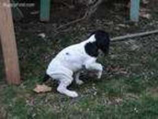 German Shorthaired Pointer Puppy for sale in Forest Grove, OR, USA