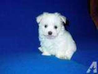 Maltese Puppy for sale in MANASSAS, VA, USA