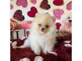 Pomeranian Puppy for sale in Inyokern, CA, USA