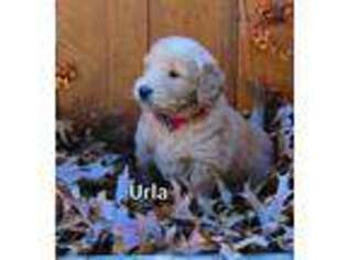 Goldendoodle Puppy for sale in Bridgewater, VA, USA